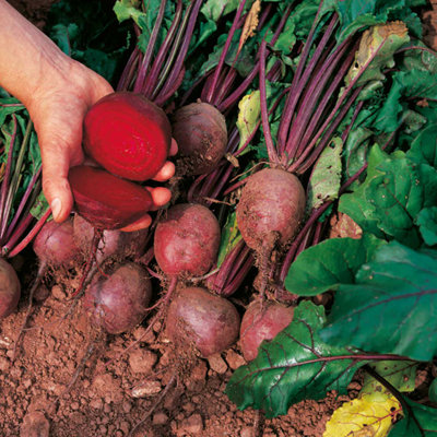 Thompson & Morgan Beetroot Globe 2 4 Seed Packets from B&Q
