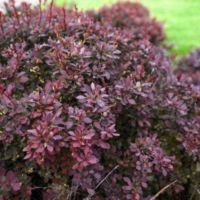 B&Q -  Berberis Thunbergii Darts Red Lady 9Cm Potted Plant X 3