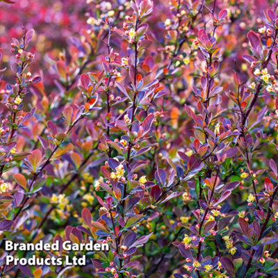 B&Q -  Berberis Thunbergii Red Rocket 9Cm Potted Plant X 1