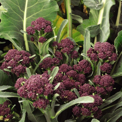 B&Q -  Broccoli Purple Sprouting 3 Seed Packets