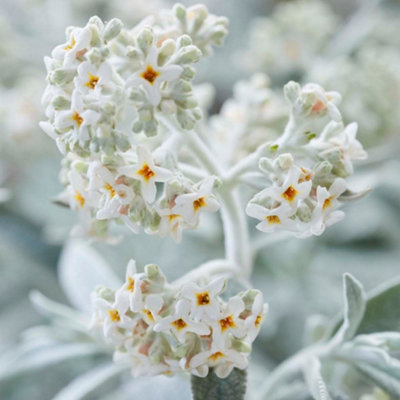 Thompson & Morgan Buddleja Silver Anniversary 3.6 Litre Potted Plant X 2 from B&Q