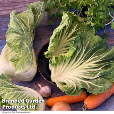 Thompson & Morgan Cabbage Luzia F1 1 Packet (20 Seeds) from B&Q