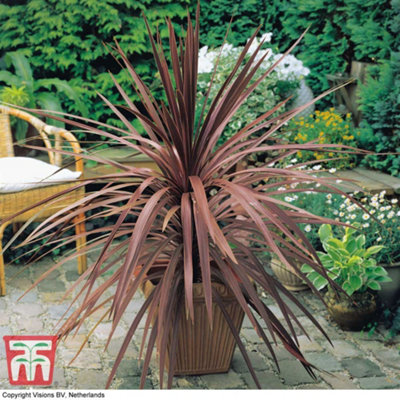 Thompson & Morgan Cabbage Palm (Cordyline Australis Purpurea) 1 Packet (10 Seeds) from B&Q