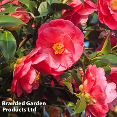 B&Q -  Camellia Jap. Dr. King Red 9Cm Potted Plant X 2