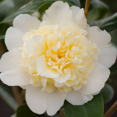 Thompson & Morgan Camellia Wil. Jurys Yellow 6.5 Litre Potted Plant X 1 from B&Q