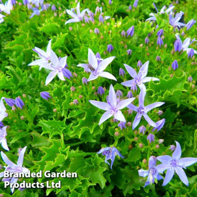 B&Q -  Campanula Garganica 1 Litre Potted Plant X 1