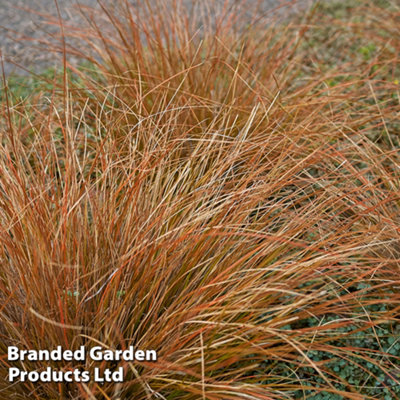 Thompson & Morgan Bronze/Light Carex Buchanii Litre Potted Plant X Size 1