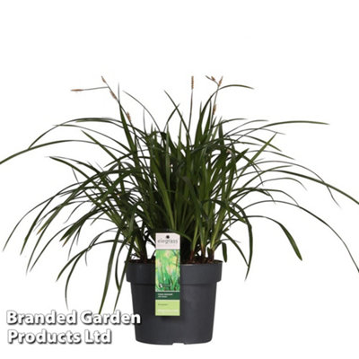 B&Q -  Carex Morrowii Irish Green 14Cm Potted Plant X 3
