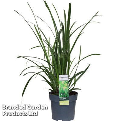 B&Q -  Carex Morrowii Irish Green 19Cm Potted Plant X 2