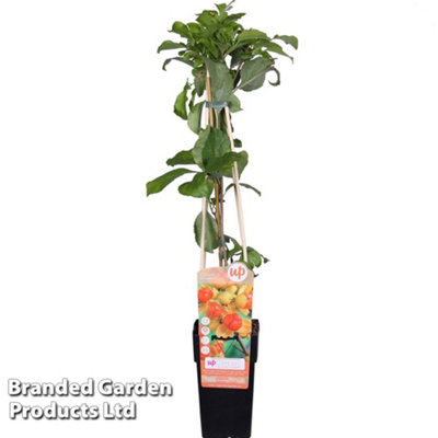 Thompson & Morgan Celastrus Orbiculatus 15Cm Potted Plant X 1 from B&Q