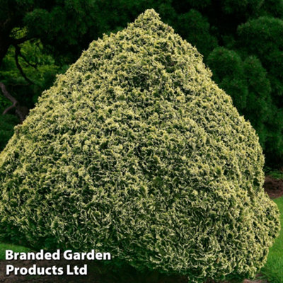 Thompson & Morgan Chamaecyparis Law. Pygmaea Argentea 1 Litre Potted Plantx 1 from B&Q