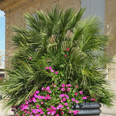 Thompson & Morgan Chamaerops Humilis 40/60Cm 22Cm Potted Plantx 1 from B&Q