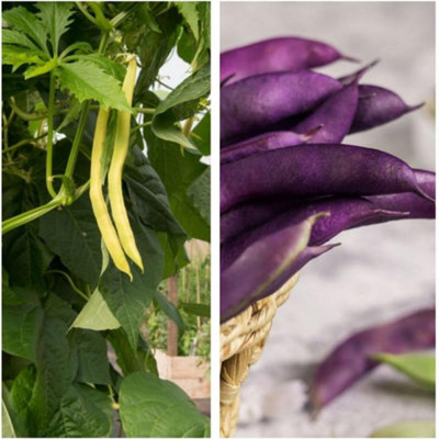 Thompson & Morgan Yellow/Purple Climbing Beans Saver Pack Packets Inc: Size 2 B&Q