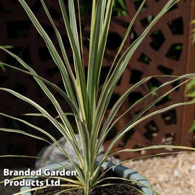 B&Q -  Cordyline Australis Lime Passion 9Cm Potted Plant X 2