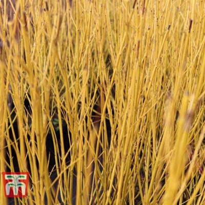 Thompson & Morgan Cornus Sericea Budds Yellow 3.6 Litre Potted Plant X 1 from B&Q