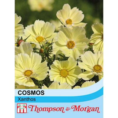 Thompson & Morgan Cosmos Bipinnatus Xanthos2 Seed Packets (40 Seeds) from B&Q
