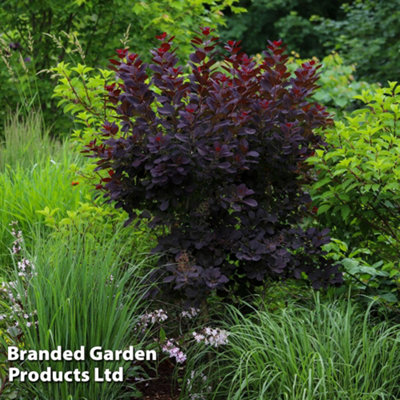 Thompson & Morgan Cotinus Coggygria Royal Purple 9Cm Potted Plant X 3