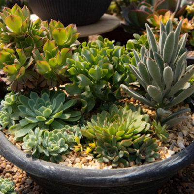 Thompson & Morgan Crassula Succulents Mix 10.5Cm Pot X 1 & Incredifeed from B&Q