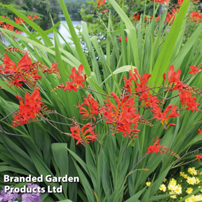 Thompson & Morgan Crocosmia Lucifer 1 Litre Potted Plant X 1 from B&Q