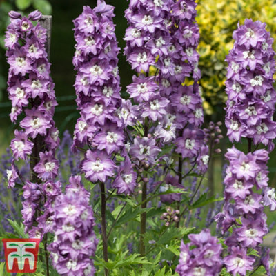B&Q -  Delphinium Magic Fountains Lavender 1 Litre Potted Plant X 2