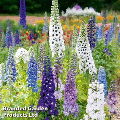 B&Q -  Delphinium Magic Fountains Mixed 1 Litre Potted Plant X 2