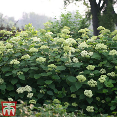 Thompson & Morgan Hydrangea Lime Rickey 3 Litre Potted Plant X 2Ideal For Lightly Shaded Borders from B&Q