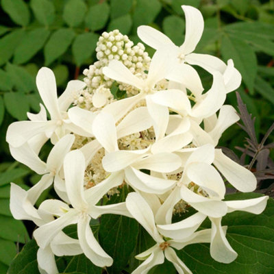 Thompson & Morgan Hydrangea Great Star 3.6 Litre Potted Plant X 1 from B&Q