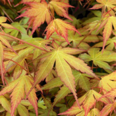 Thompson & Morgan Golden/Orange/Pink Acer Palmatum Katsura Potted Plant X 1 9Cm