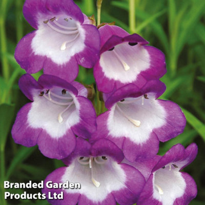 B&Q -  Penstemon Czar 1 Litre Potted Plant X 1