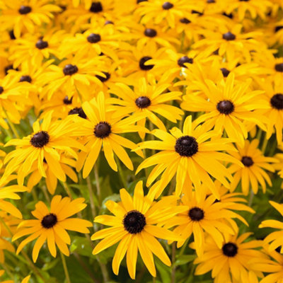Thompson & Morgan Rudbeckia Fulgida Goldsturm 1 Litre Potted Plant X 1 from B&Q