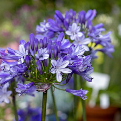 Thompson & Morgan Agapanthus Midnight Moon Bluish-White Blooms Drought-Tolerant Perennial 2X 9Cm Potted Plants from B&Q