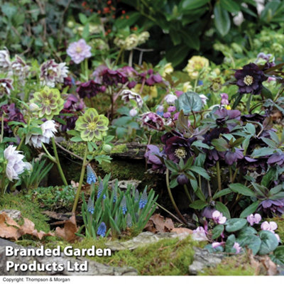 Thompson & Morgan Hellebores Washfield Doubles Mixed (Double Queen/hybridizers) 1 Litre Potted Plant X 1 from B&Q