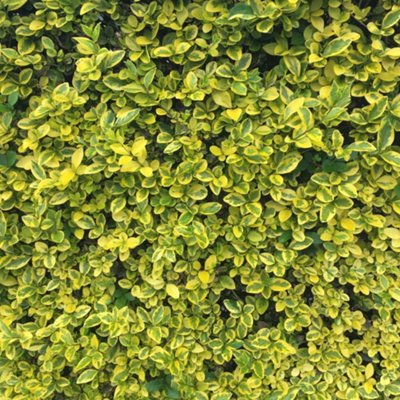 Thompson & Morgan Ligustrum Ovafolium Aureum 2 Litre Potted Plant X 5 from B&Q