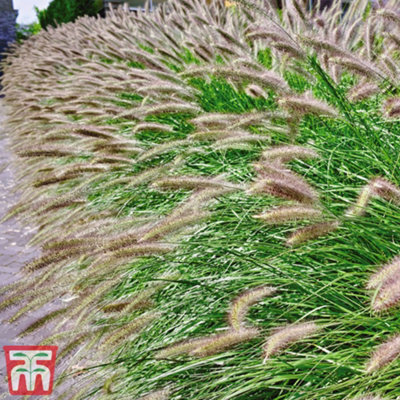 Thompson & Morgan Pennisetum (Grass) Alopecuroides Hameln 12Cm Potted Plant X 1 from B&Q