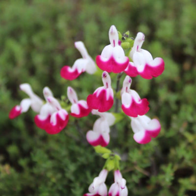 Thompson & Morgan Salvia Cherry Lips Bicolour Sage Aromatic Blackcurrant Scent Hardy Perennial 3X 9Cm Potted Plants from B&Q