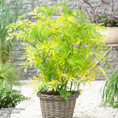 Thompson & Morgan Sambucus Nigra Golden Tower 9Cm Potted Plant X 1 from B&Q