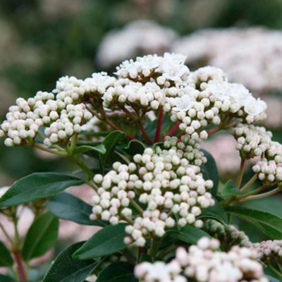 Thompson & Morgan Viburnum Tinus Eve Price 9Cm Potted Plant X 2 from B&Q