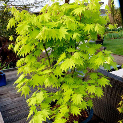 Thompson & Morgan Acer Shirasawanum Jordan 3 Litre Potted Plant X 1 from B&Q