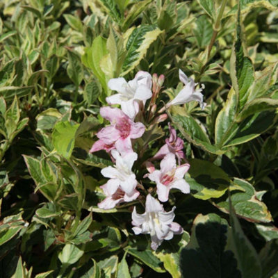 Thompson & Morgan Weigela Nana Variegata 3.5 Litre Potted Plant X 1 from B&Q