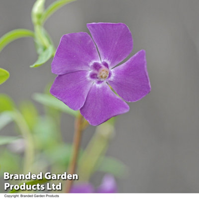 Thompson & Morgan Vinca Minor Atropurpurea 8Cm Potted Plant X 2 from B&Q