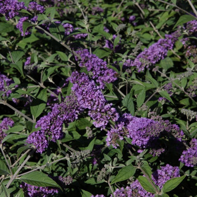 Thompson & Morgan Buddleja Blue Chip 3 Litre Potted Plant X 3 from B&Q