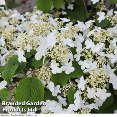 Thompson & Morgan Viburnum Plicatum Mariesii 9Cm Pot X 1 from B&Q