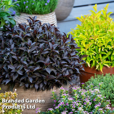 Thompson & Morgan Weigela Arabian Nights 9Cm Potted Plant X 1 (Peat Free) from B&Q