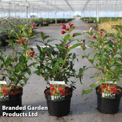 B&Q -  Weigela Cherry Love 9Cm Potted Plant X 1