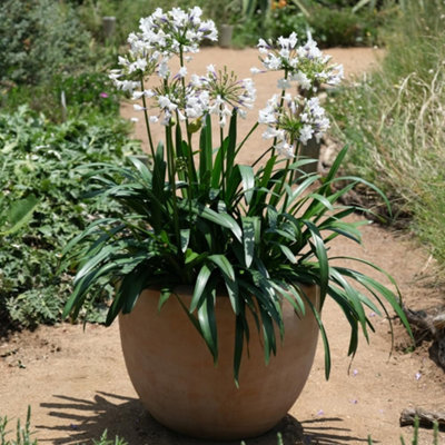 Thompson & Morgan Agapanthus Ever Sparkle Compact Bicoloured Indigo/white Flowers Drought Tolerant Container Plant 3X 9Cm Pots from B&Q