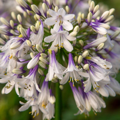 Thompson & Morgan Agapanthus Hardy Evergreen Perennial Rhs Chelsea Finalist 1X 7L Pot from B&Q