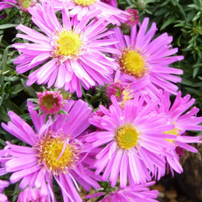 Thompson & Morgan Aster Novi-Belgii Alice Haslam Compact Red-Pink Flowers Hardy Perennial 1 Litre Pot from B&Q