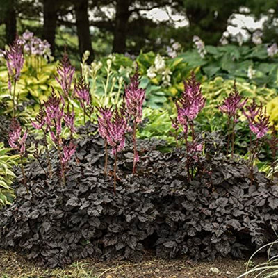 Thompson & Morgan Astilbe Hybid Dark Side Of The Moon 2 Litre Potted Plant X 1 from B&Q