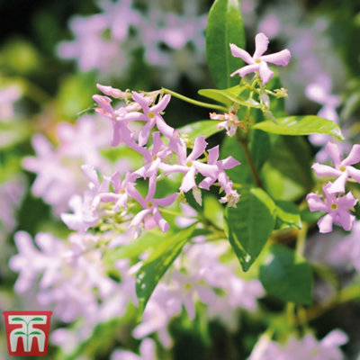 Thompson & Morgan Star JasmineTrachelospermum Asiaticum 'pink Showers'9Cm Potted Plant X 2 from B&Q