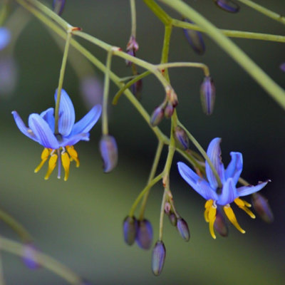 Thompson & Morgan Dianella Tasmanica (Tasman Flax-Lily) 1 Seed Packet (15 Seeds) from B&Q